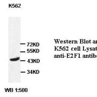 E2F1 Antibody