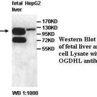 OGDHL Antibody