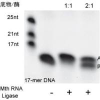 5’DNA 腺苷化试剂盒
