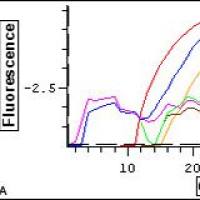 5×Hi TaqMan qPCR Mix