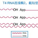 T4 RNA 连接酶2（K227Q）