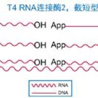 T4 RNA 连接酶2(K227Q)
