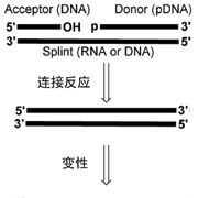 PBCV DNA连接酶