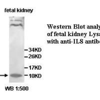 IL8 Antibody