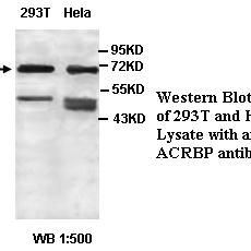 ACRBP Antibody