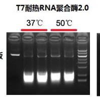T7 耐热RNA聚合酶2.0（高浓度）