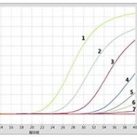 冻干非洲猪瘟实时荧光PCR检测试剂盒
