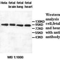 HSPH1 Antibody
