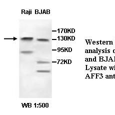 AFF3 Antibody