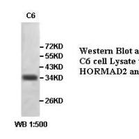 HORMAD2 Antibody