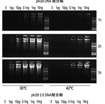 phi29 2.0 DNA Polymerase