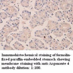 Argonaute 4 Antibody