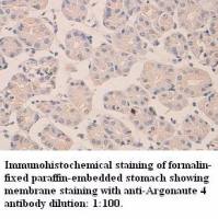 Argonaute 4 Antibody