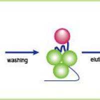 Strep-Tactin XT Resin