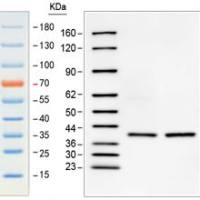 预染发光Western Marker