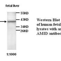 AMID Antibody