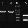 组织/细胞/毛发微量基因组DNA提取试剂盒