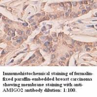 AMIGO2 Antibody