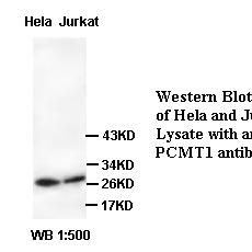 PCMT1 Antibody