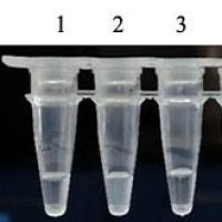 热稳定无机焦磷酸酶
