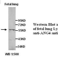 ANG4 Antibody