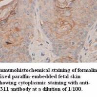 P311 Antibody