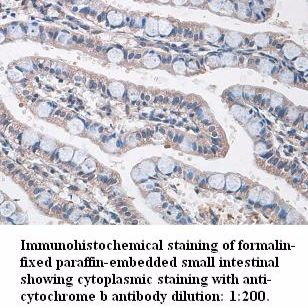 cytochrome b Antibody