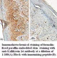 Kallikrein 14 Antibody