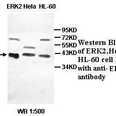 ERK2 Antibody