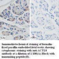ACTL8 Antibody