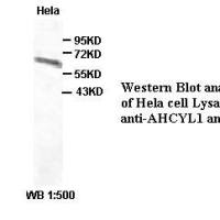 AHCYL1 Antibody