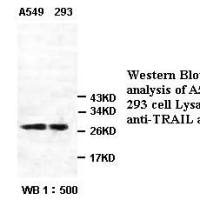 TRAIL Antibody