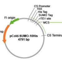 pCold-SUMO原核蛋白表达试剂盒