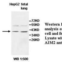 AIM2 Antibody