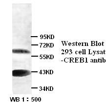CREB1 Antibody