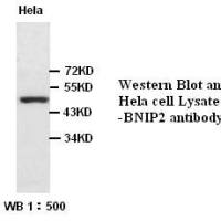 BNIP2 Antibody