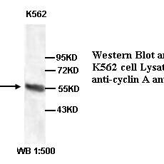 cyclin A Antibody
