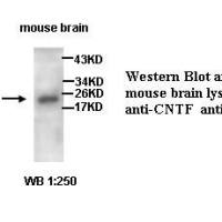 CNTF Antibody