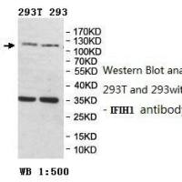 IFIH1 Antibody