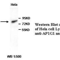 AP1G1 Antibody