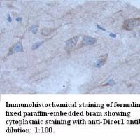 Dicer1 Antibody