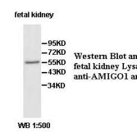 AMIGO1 Antibody