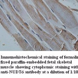 NUDT6 Antibody