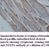 NUDT6 Antibody