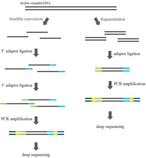 全基因组甲基化测序