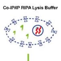 WB Super RIPA Lysis Buffer