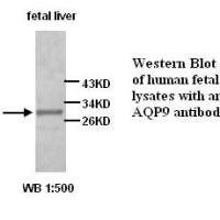 AQP9 Antibody