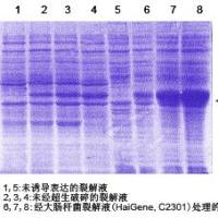 大肠杆菌蛋白提取液	