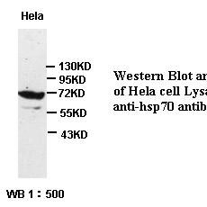hsp70 Antibody