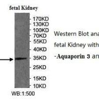 Aquaporin 3 Antibody